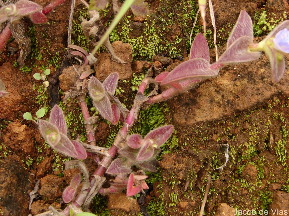 Cyanotis villosa (Spreng.) Schult. & Schult.f.